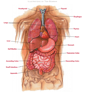 REIKI ORGANS